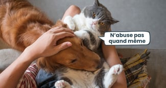 race de chien compatible avec les chats