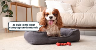 races de chiens faciles à vivre