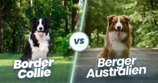 Border Collie vs Berger Australien