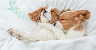 Les races de chiens les plus dormeurs 