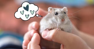 comment apprivoiser un hamster