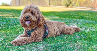 Cavapoo chien croisé