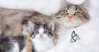 Cohabitation entre chat senior et chaton