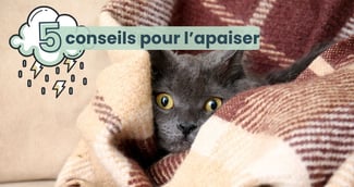 chat caché