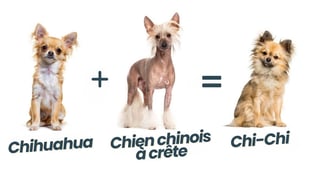 Race croisée Chihuahua x Chien chinois à crête