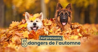 Danger automne chien