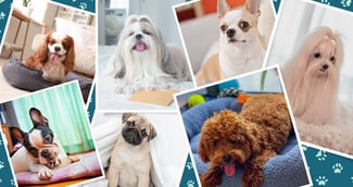 Les races de chiens les plus adaptées à la vie en appartement