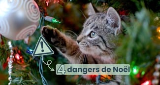 Danger chat Noël