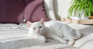 Le chat blanc porte-t-il chance dans la maison