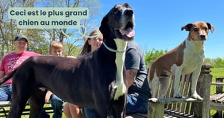 le plus grand chien du monde