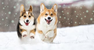 protéger les coussinets de son chien en hiver
