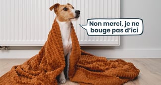 Chien qui a froid