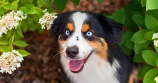 La joie d'un chien (Berger Américain Miniature) dans un jardin sur TikTok