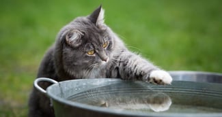 Pourquoi les chats détestent l'eau ?