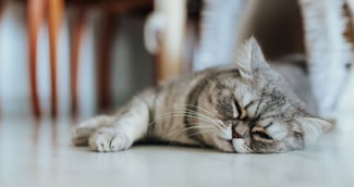 Pourquoi les chats dorment-ils les yeux ouverts ?