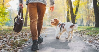 Promener son chien sans laisse