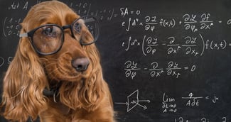 Les races de chiens les plus intelligentes