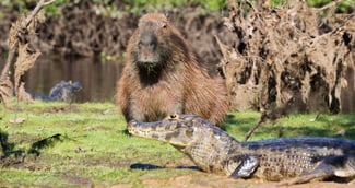 capybara crocodile 