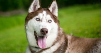 chien yeux bleu