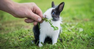 espérance de vie lapin nain