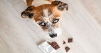 chocolat, danger pour chien 