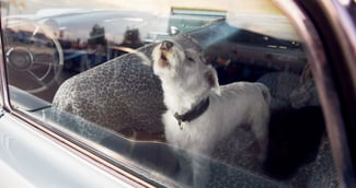 chien enfermé dans une voiture