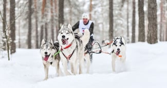 Un musher engageant un attelage de chiens lors d'un événement de mushing hivernal, illustrant l'inclusivité du sport pour les personnes en situation de handicap.