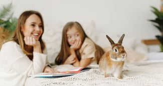 comment jouer avec son lapin