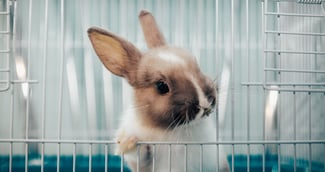 Lapin dans une cage 