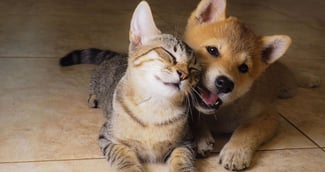 Un chat tigré console un chiot Golden Retriever 