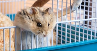 Faut-il sortir son hamster tous les jours ?