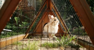 Cage pour lapin d'extérieur