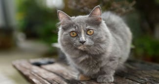 10 races de chats de petites tailles