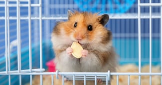 Hamster mange des graines dans sa cage