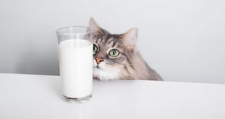 chat lait