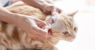 traitement gale oreille chat sans ordonnance