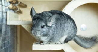 image chinchilla 