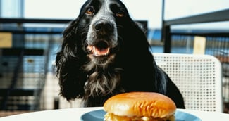 Est-ce que je peux emmener mon chien chez Burger King 