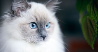 chat aux yeux bleu