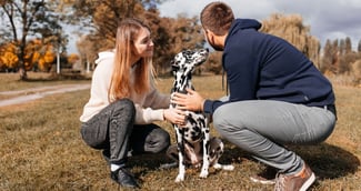 Une chienne Dalmatienne sauvée en convalescence avec ses chiots