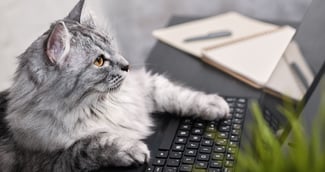 un chat devant un ordinateur 