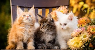 Trois chatons de différentes couleurs 