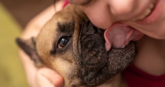 un chien lèche le visage de sa maîtresse