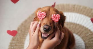 Saint-Valentin chien 