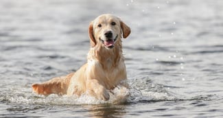 chien dans l'eau 