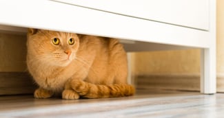 Un chat caché sous le placard