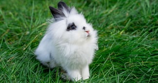 comment éduquer un lapin