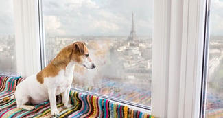Pendant les JO de Paris, il est conseillé de prendre en compte le bien-être des chiens.