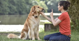 éducation positive du chien 