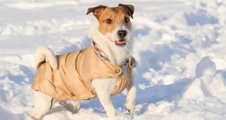 chien portant un manteau 